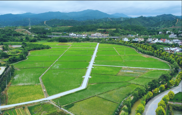 大牛配资网 广东高标准农田建管并重，着力打造现代化良田