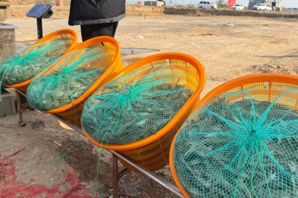 创盈在线 山东日照打造海洋经济“样板间”！工厂化养虾培育新质生产力，三文鱼全链冲刺千亿级，“南马北育”激活大产业